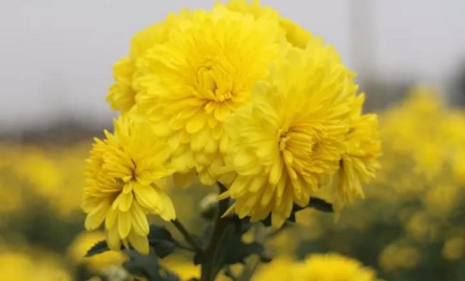 千畝云臺冰菊盛開，誠邀您蒞臨免費(fèi)參觀！