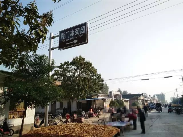 如何找到云臺(tái)冰菊？怎樣找到云臺(tái)冰菊？