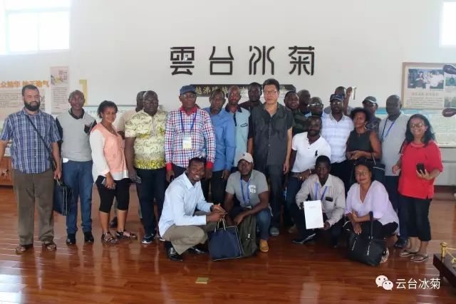 目測這朵菊花要火，國外專家為它頻頻而來······